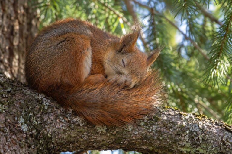 Écureuil roux en micro-sieste diurne