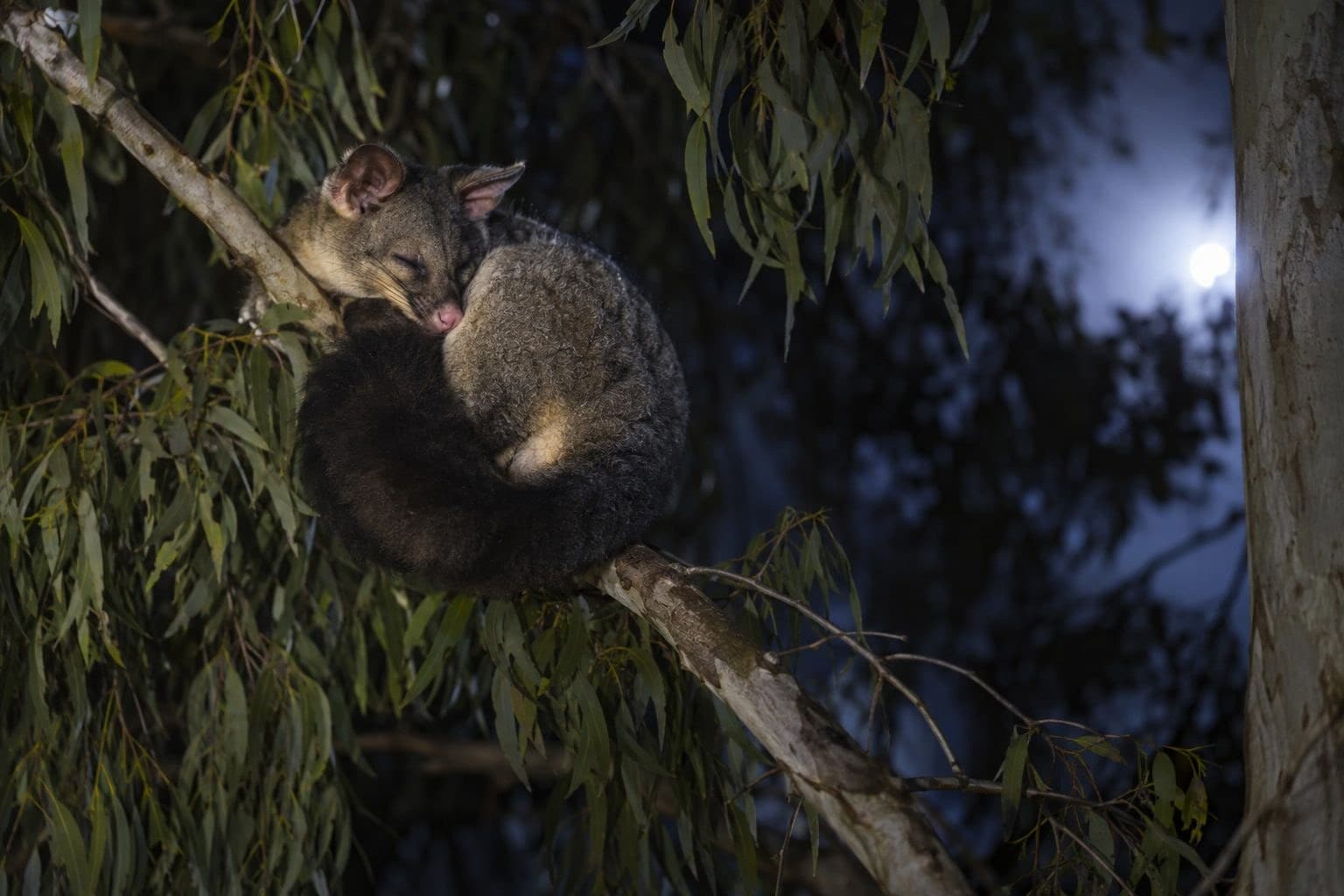Opossum suspendu à une branche en sommeil