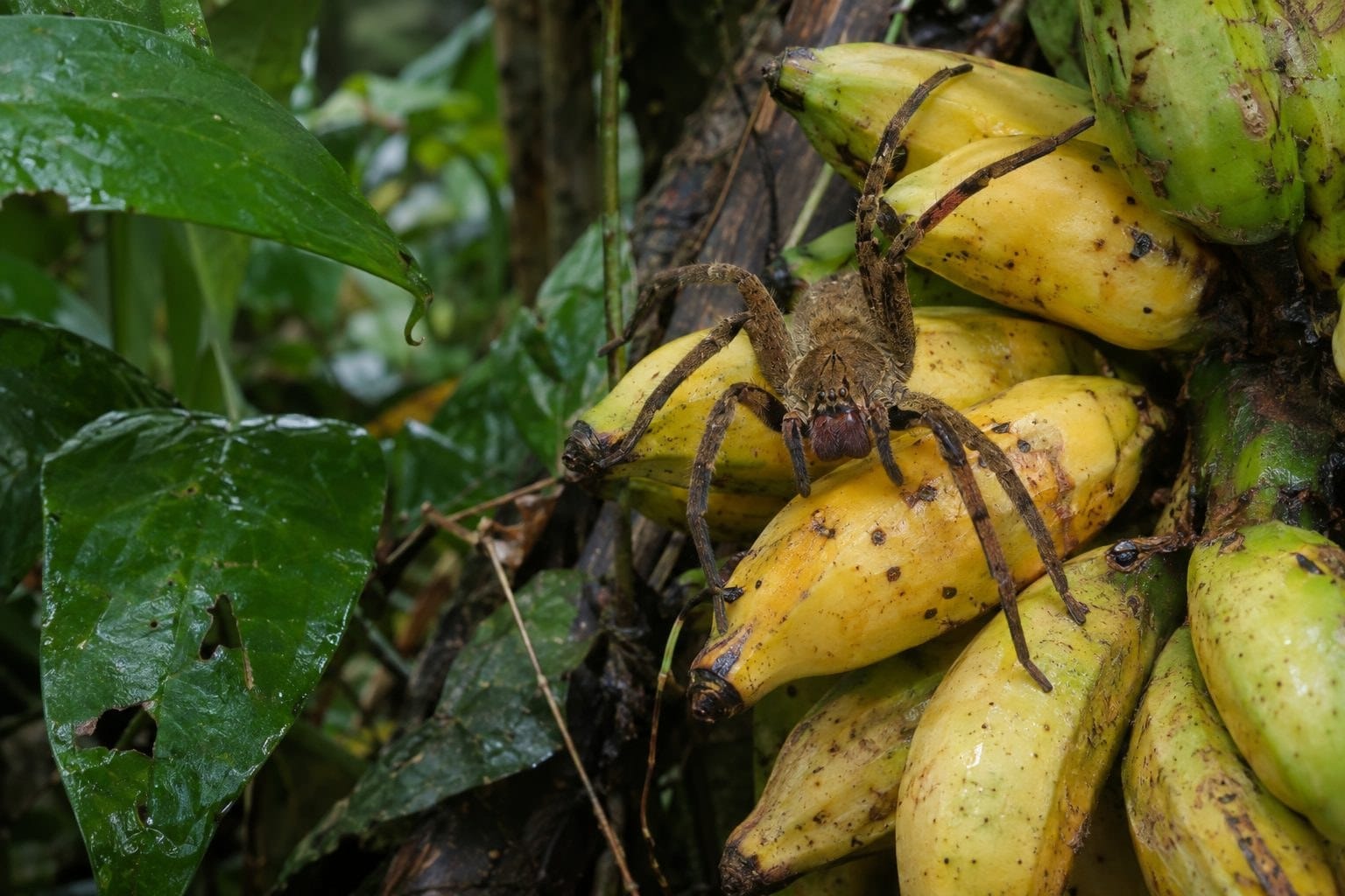 Araignée banane (Phoneutria fera) se cachant dans des fruits
