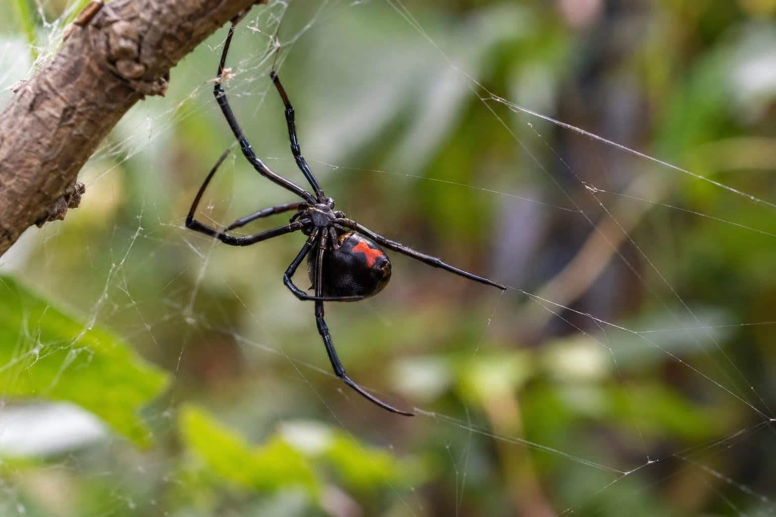 Veuve noire d'Amérique du Nord (Latrodectus mactans) sur sa toile