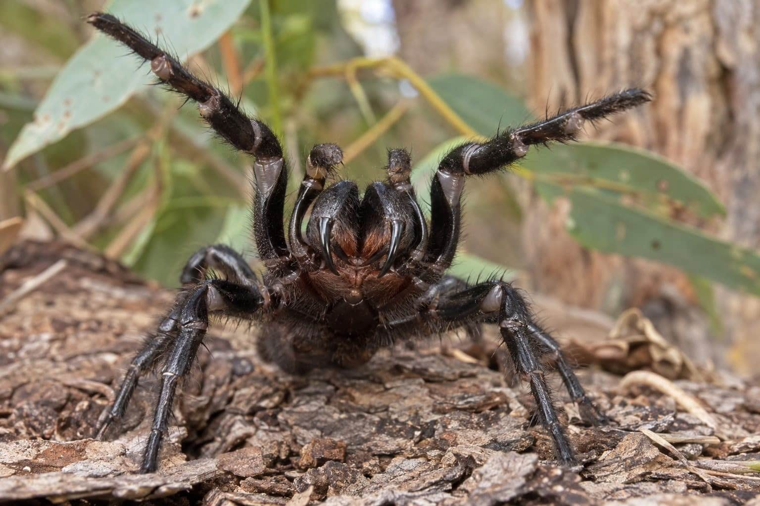 Mygale australienne (Atrax robustus) dans une position agressive