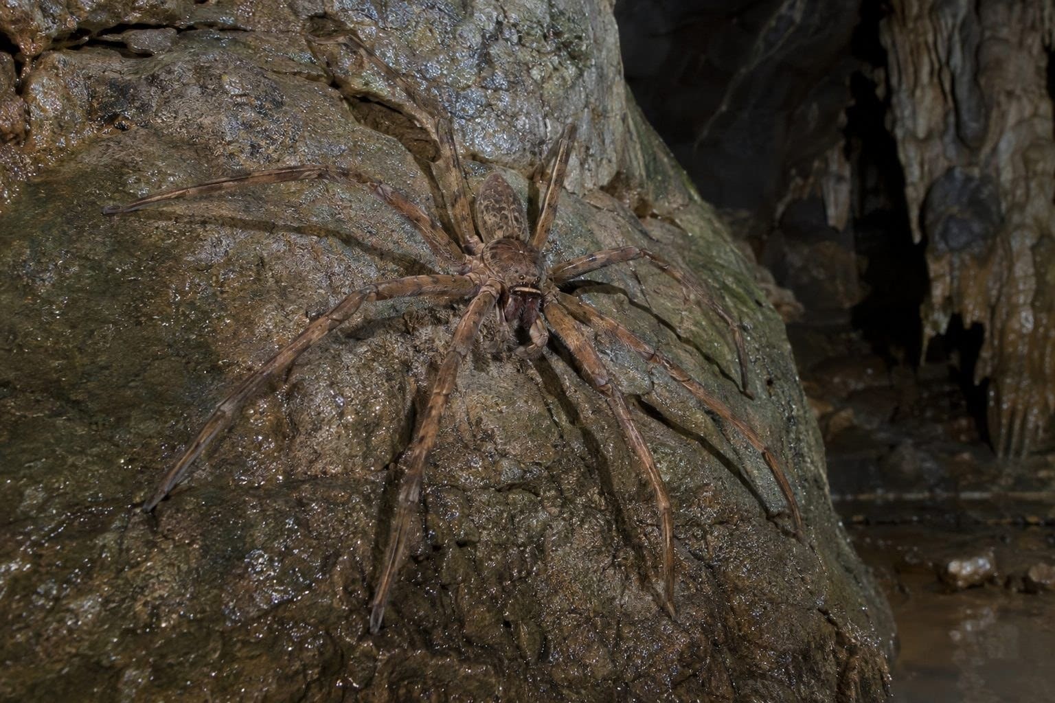 Araignée géante du Laos (Heteropoda maxima) montrant son envergure
