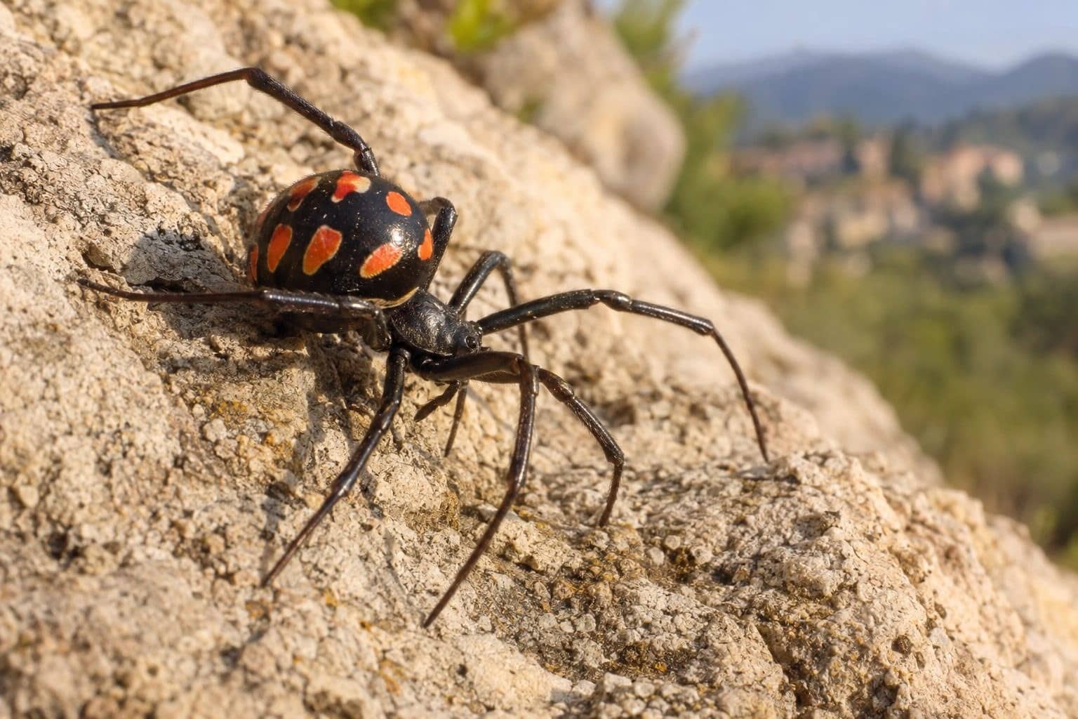 Veuve noire d'Europe (Latrodectus tredecimguttatus) avec ses marques colorées