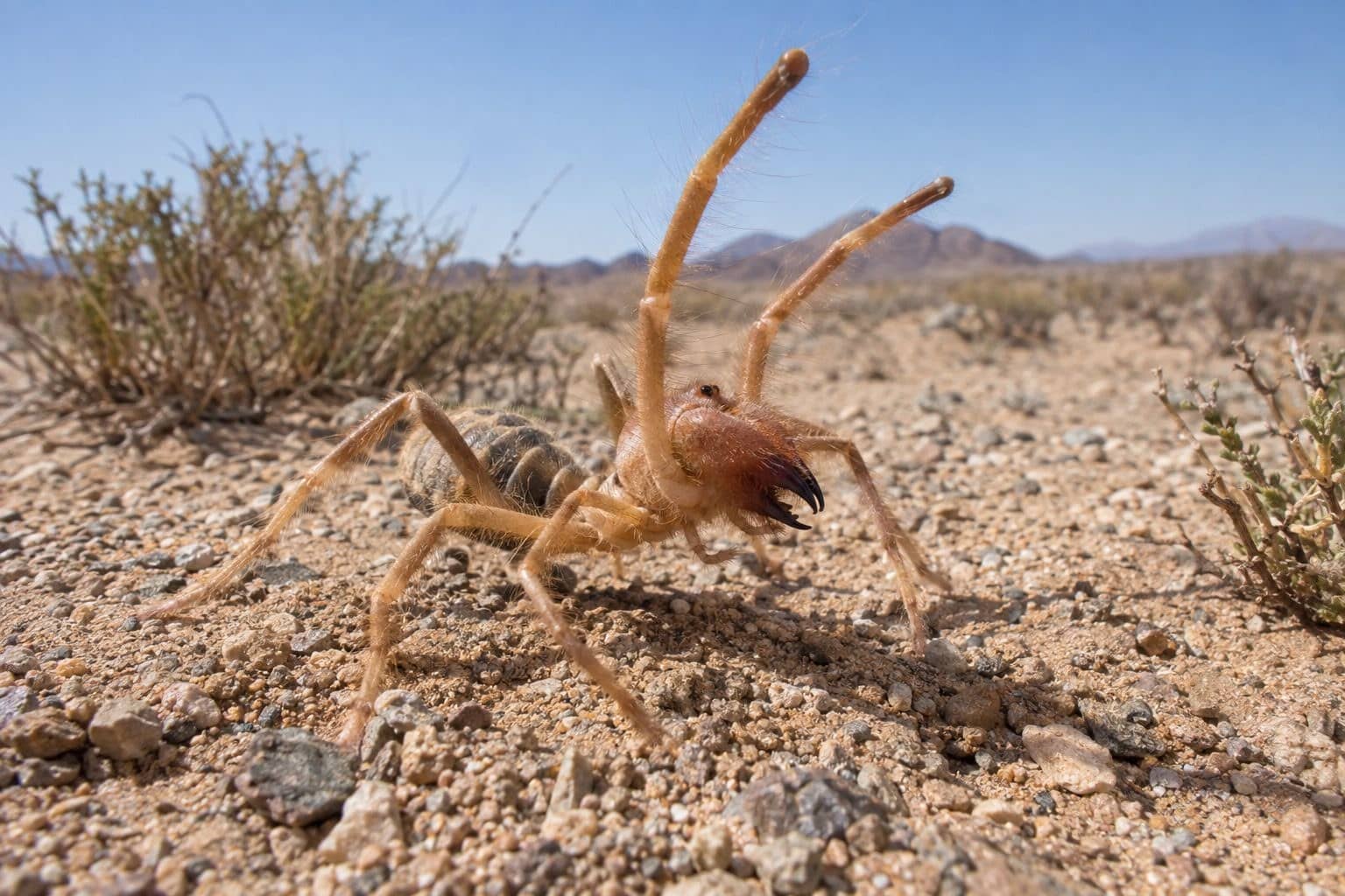Araignée-chameau (Solifugae) en mouvement sur le sol désertique