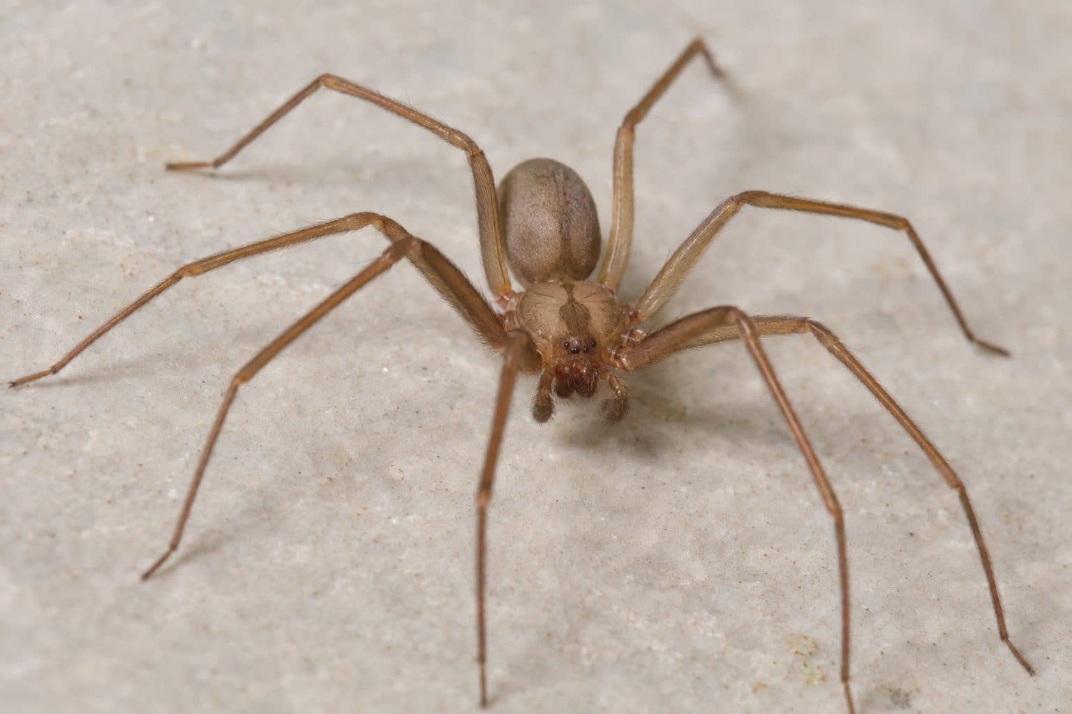 Araignée recluse brune (Loxosceles reclusa) en gros plan montrant sa taille
