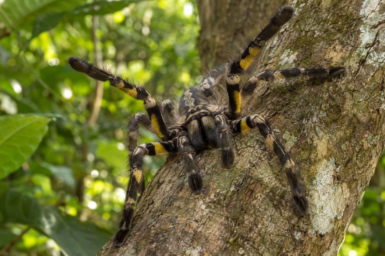Tarentule ornée (Poecilotheria ornata) montrant ses marques jaunes sous les pattes