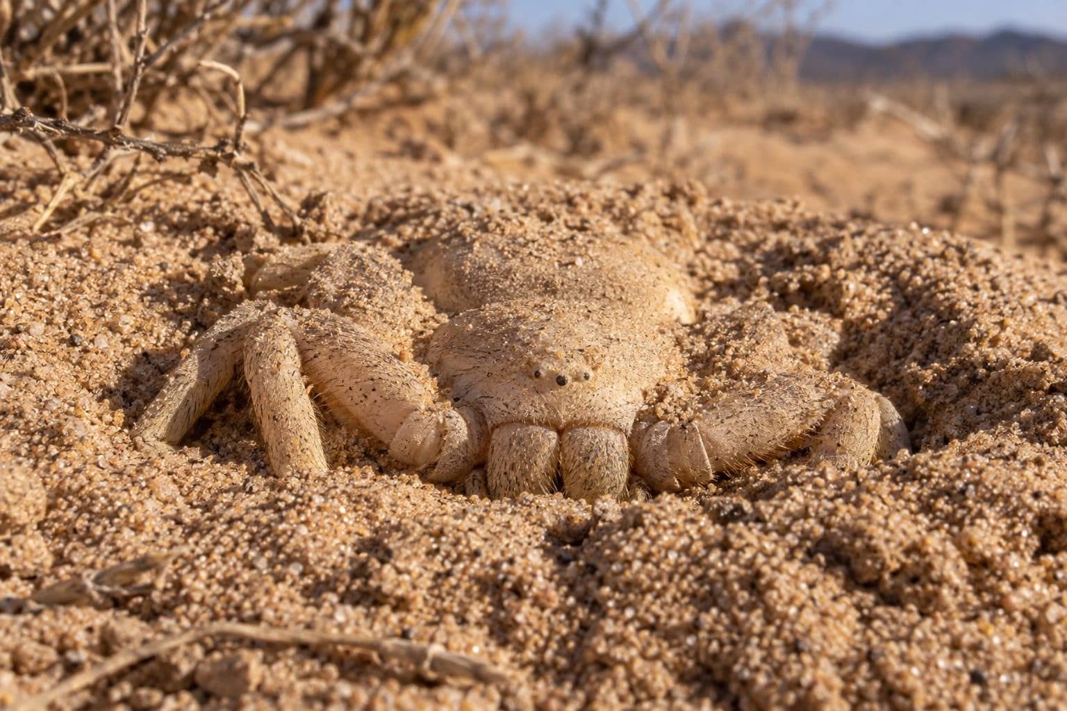 Araignée des sables (Sicarius hahni) partiellement enterrée dans le sable
