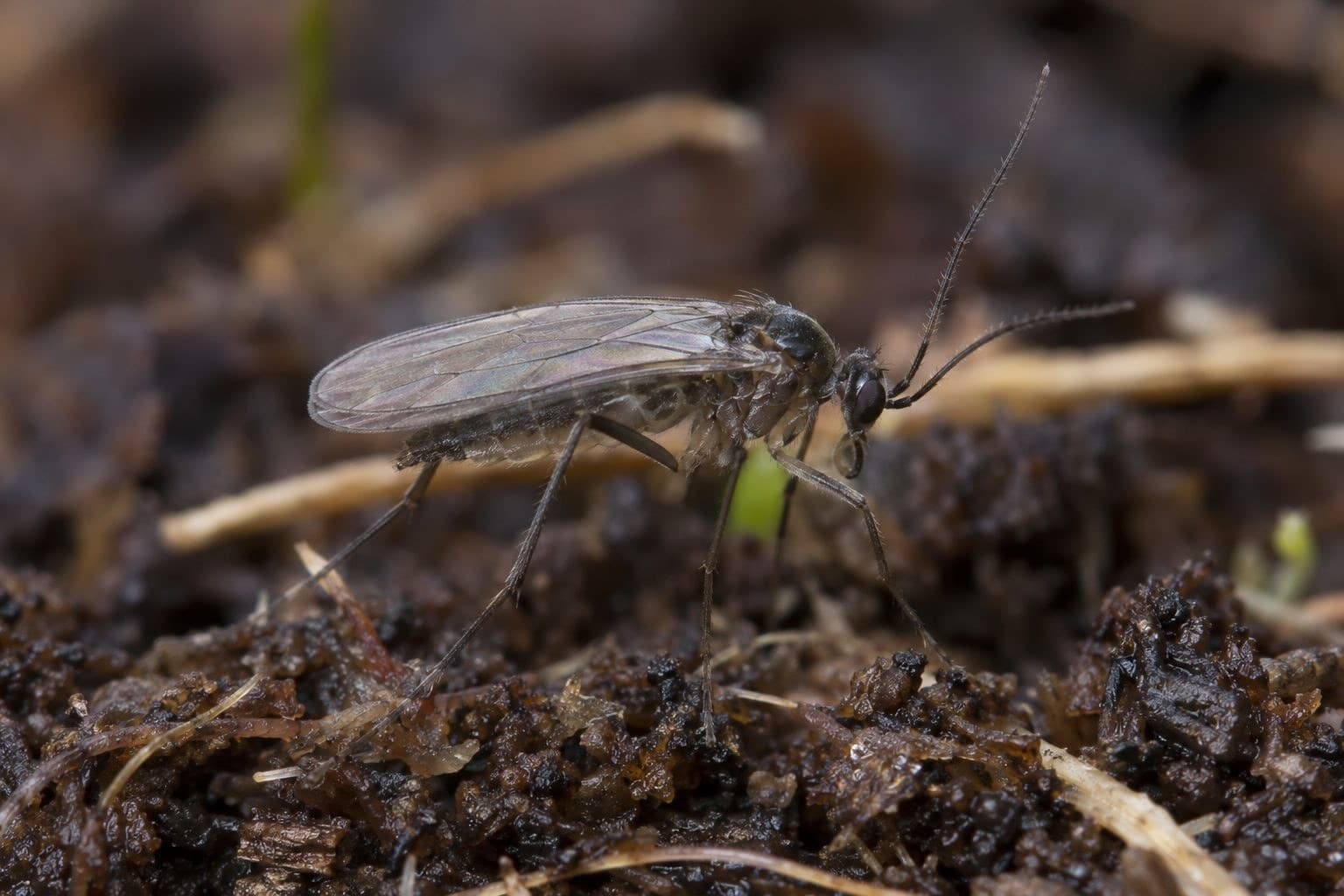 Moucheron en gros plan montrant ses caractéristiques distinctives