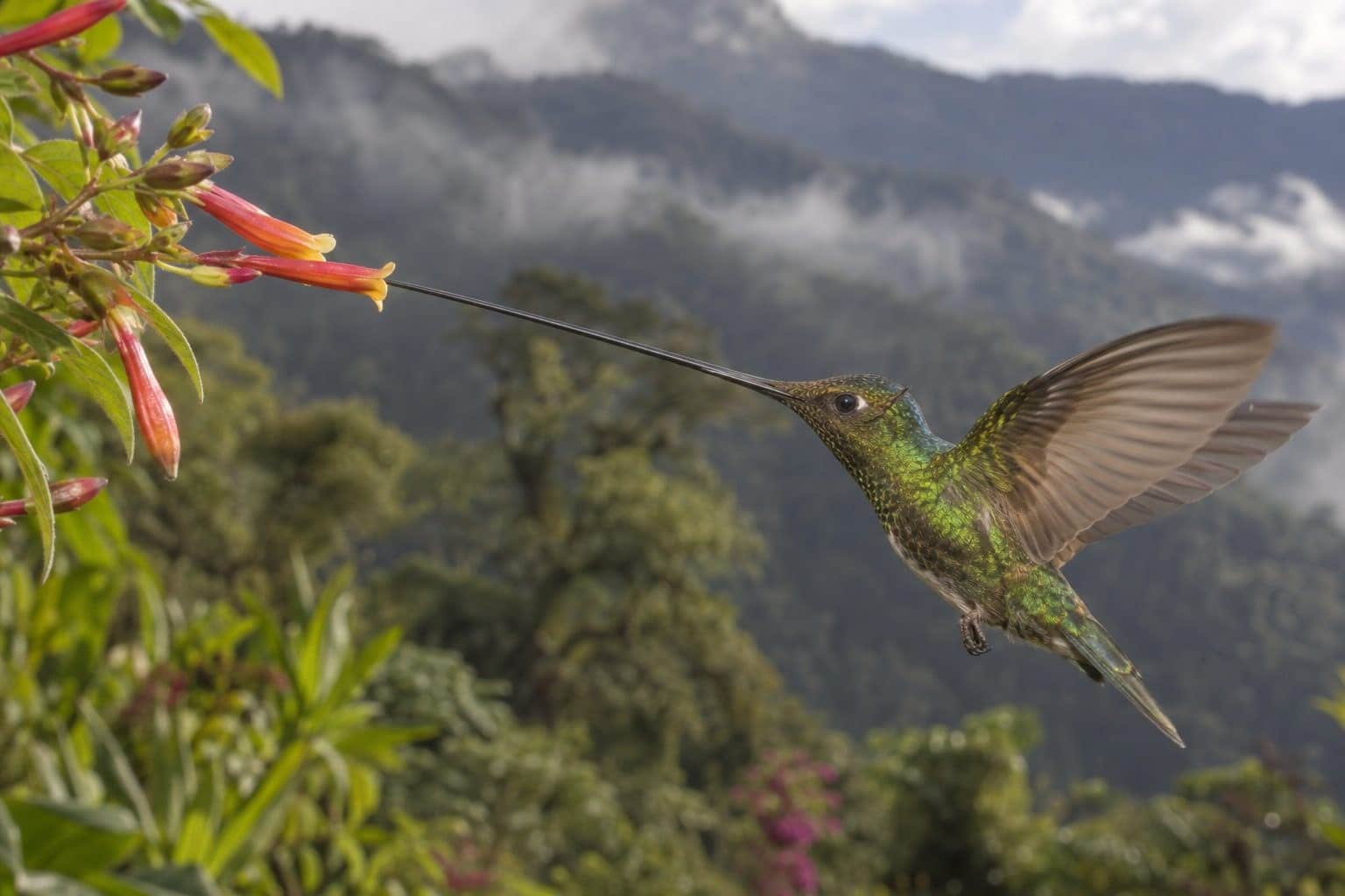 Colibri porte-épée en vol devant une fleur