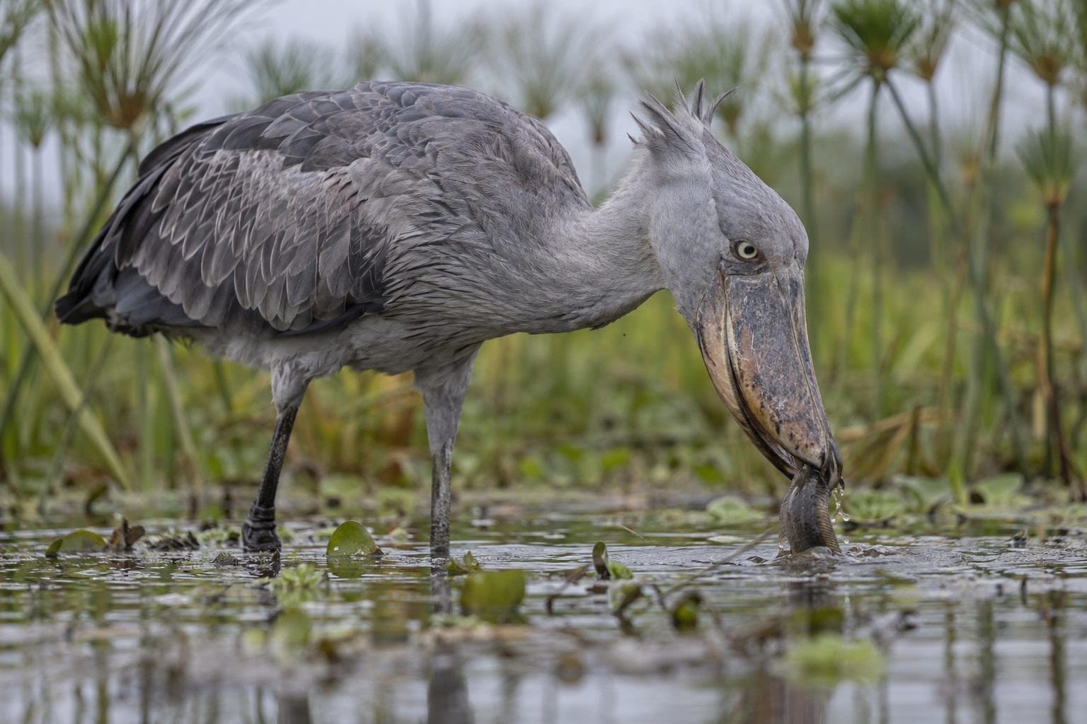 Bec-en-sabot du Nil attrapant une proie dans l'eau