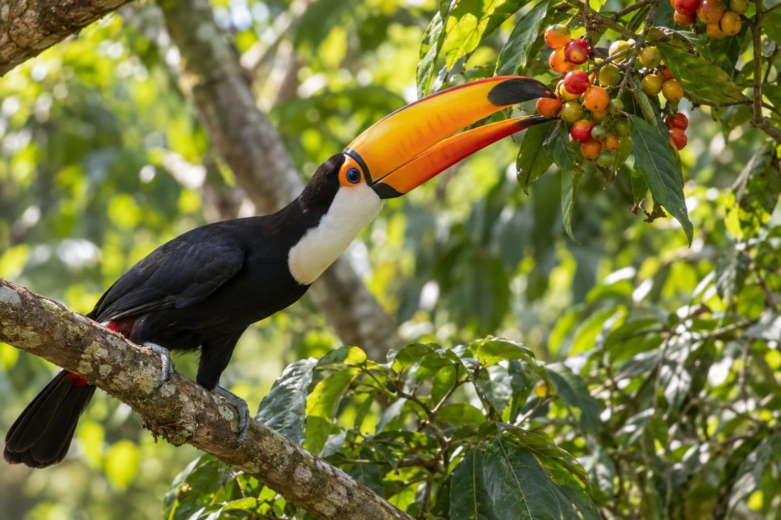 Toucan toco se nourrissant de fruits dans un arbre