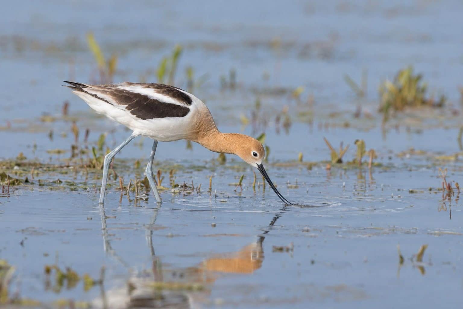 Avocette d'Amérique se nourrissant dans l'eau peu profonde