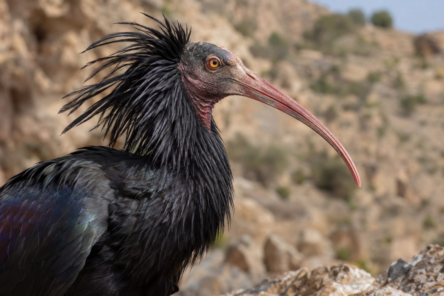 Ibis chauve gros plan de la tête