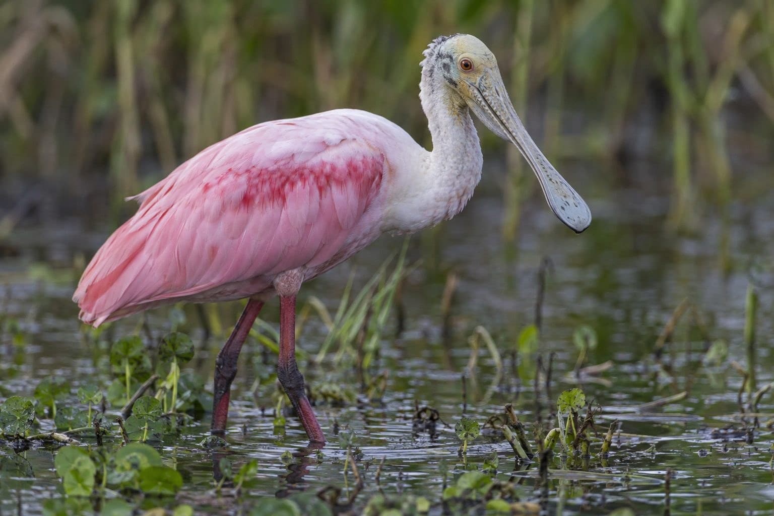 Spatule rosée portant son plumage rose dans les tropiques