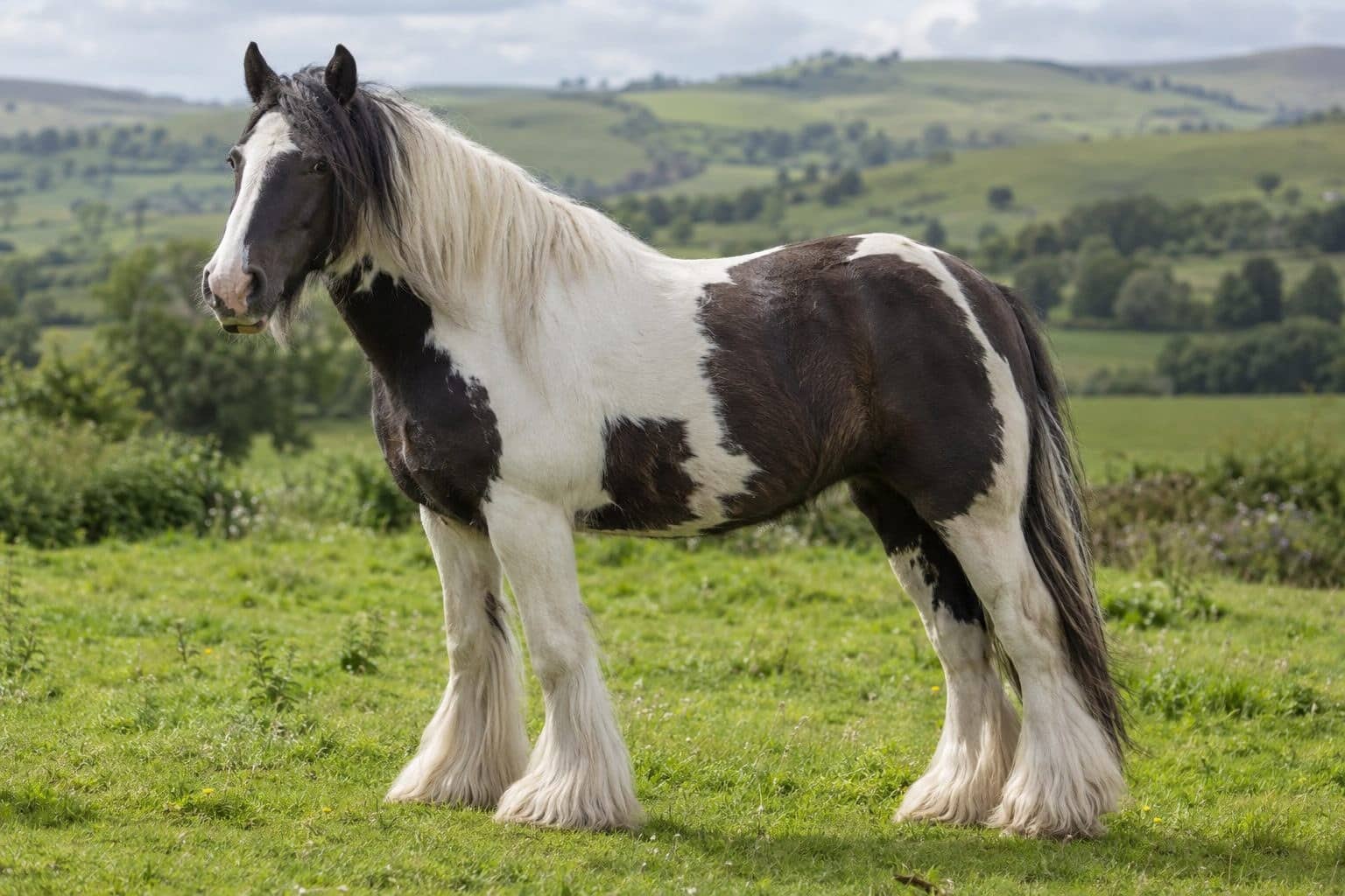 Cheval Tinker avec sa robe pie caractéristique et ses fanons denses