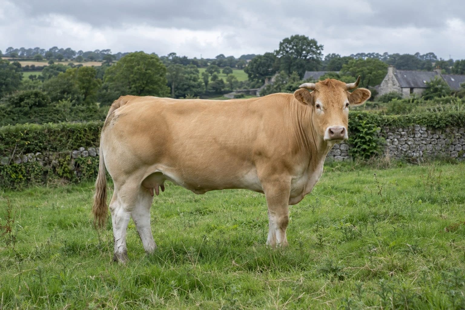Vache Froment du Léon blonde dans un pré normand