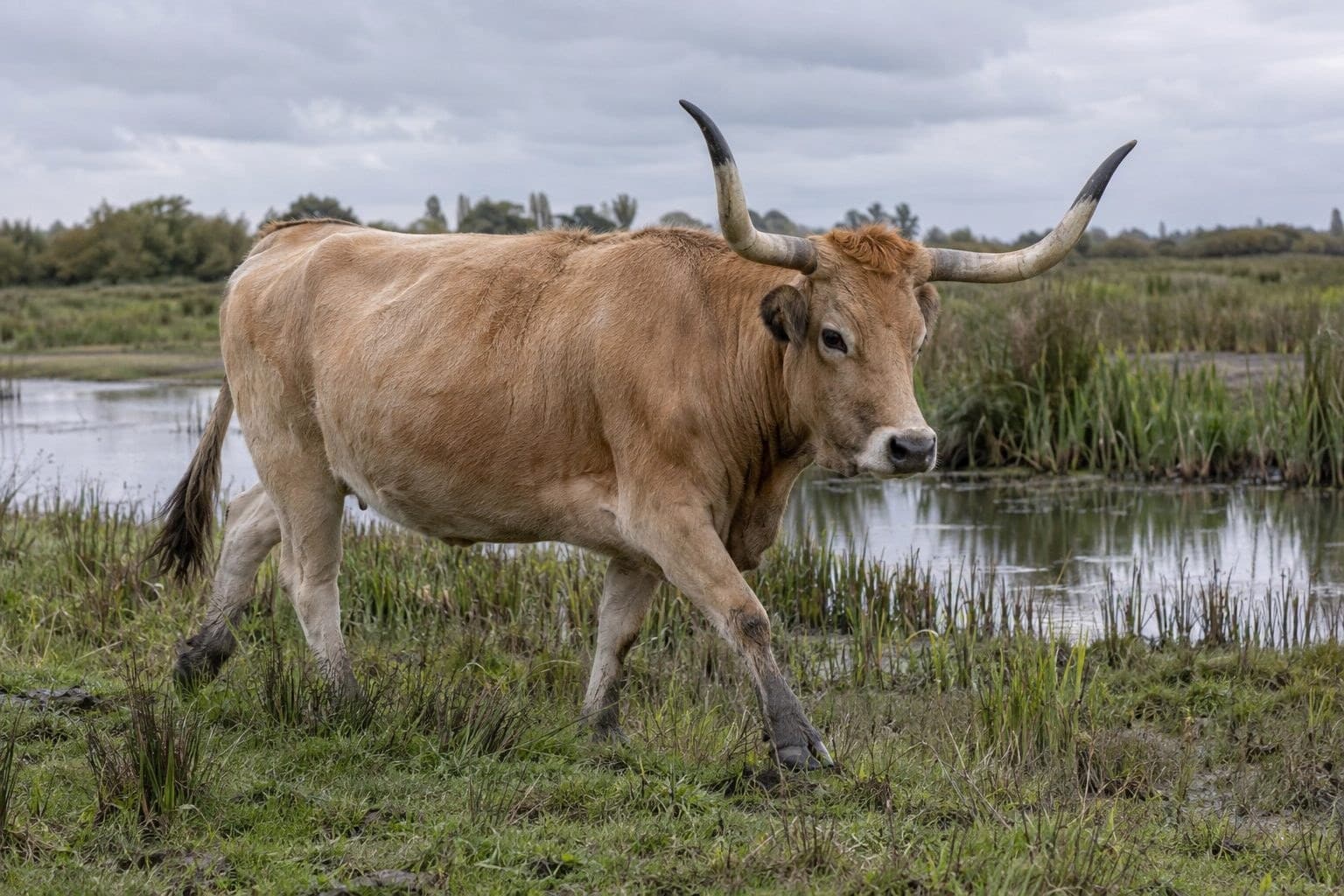Vache Maraichine beige-marron avec ses grandes cornes