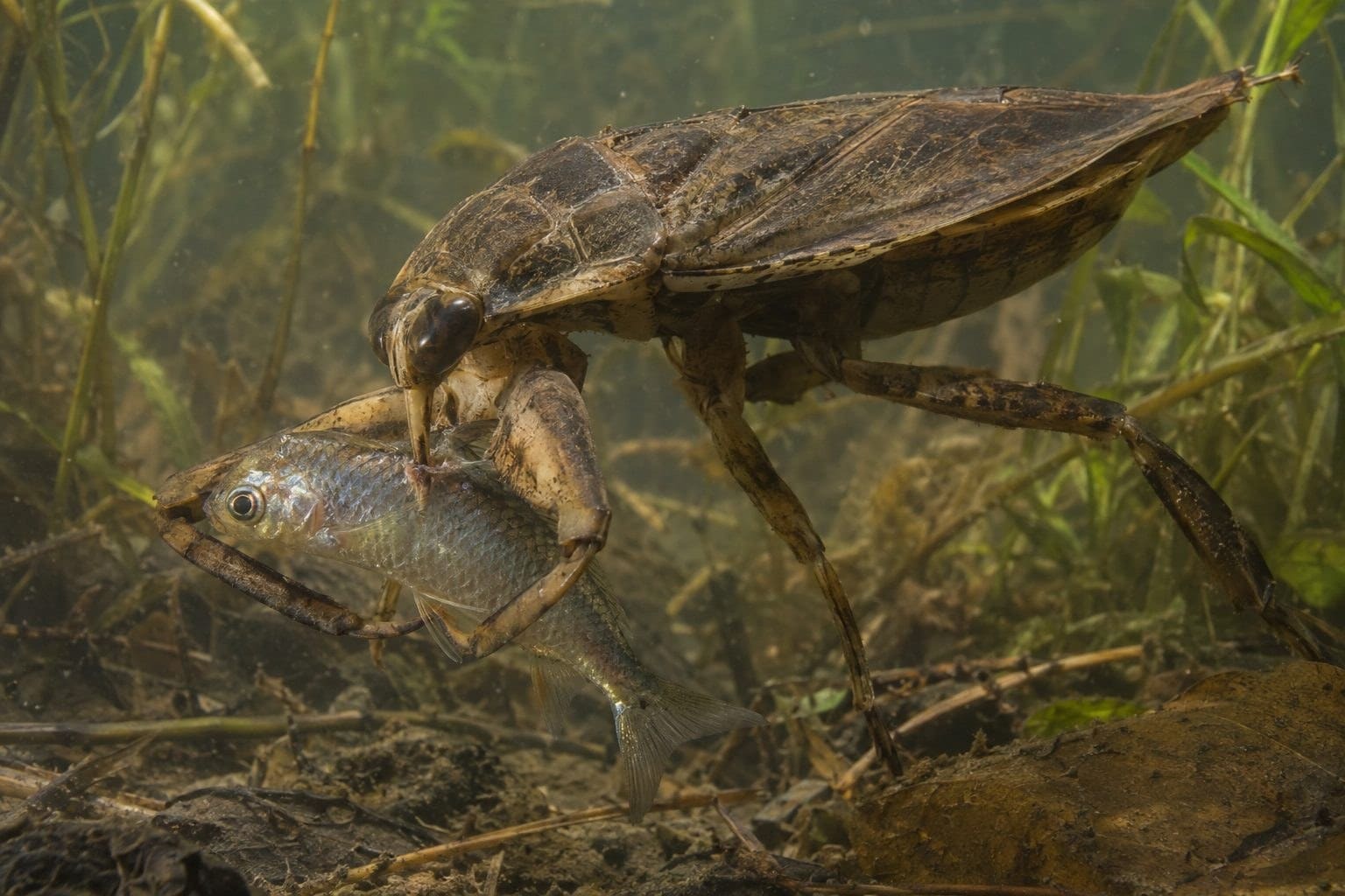 Punaise d'eau géante attaquant une proie dans l'eau