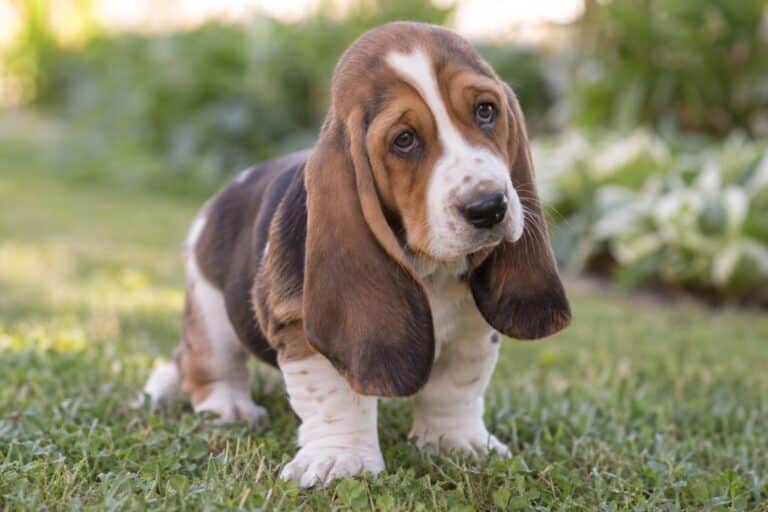 Un chiot Basset Hound joueur avec ses grandes oreilles en évidence