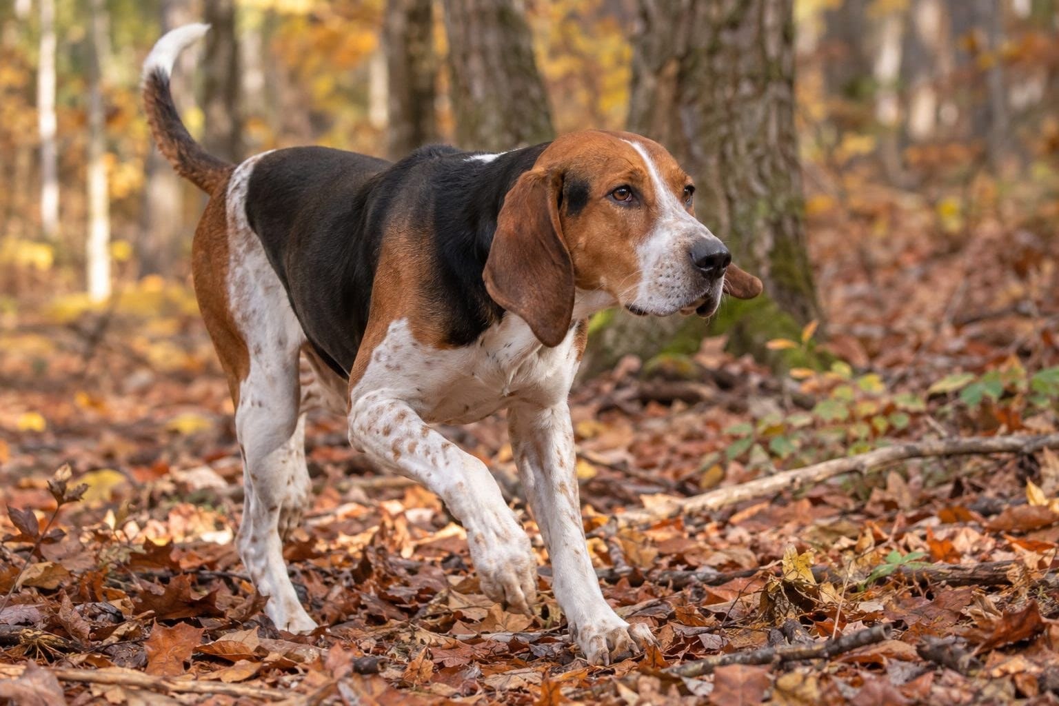 Foxhound américain en action à la chasse