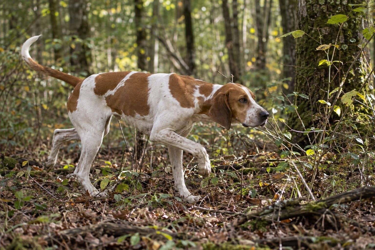 Un Chien Anglo-Français de Petite Vénerie en action de chasse