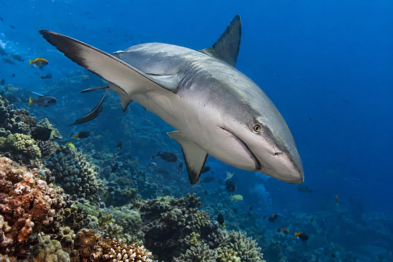 Requin gris de récif (Carcharhinus amblyrhynchos) en posture d'intimidation dans un récif corallien