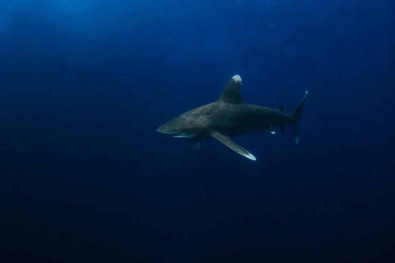 Requin longimane en haute mer