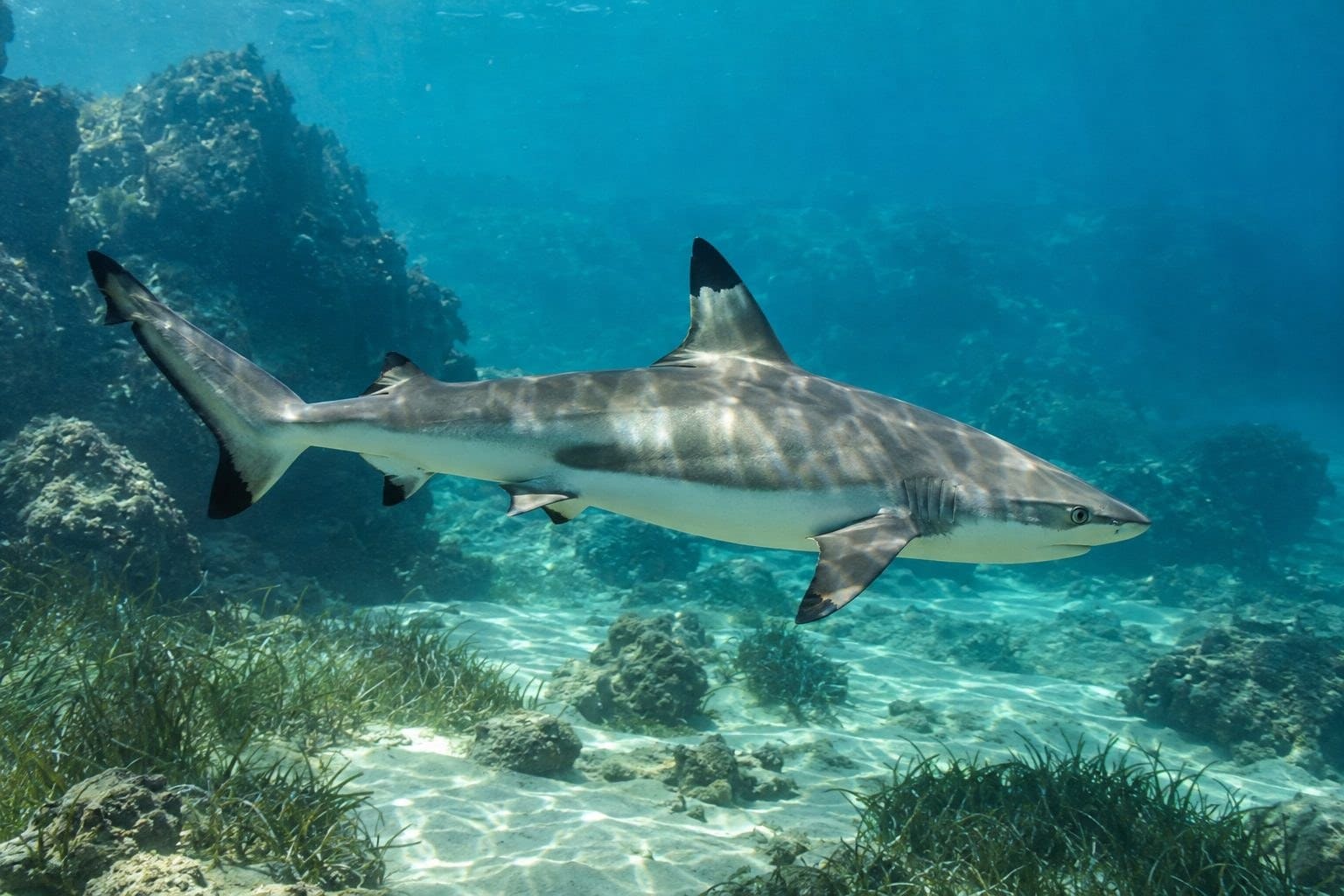 Requin bordé (Carcharhinus limbatus) en Méditerranée