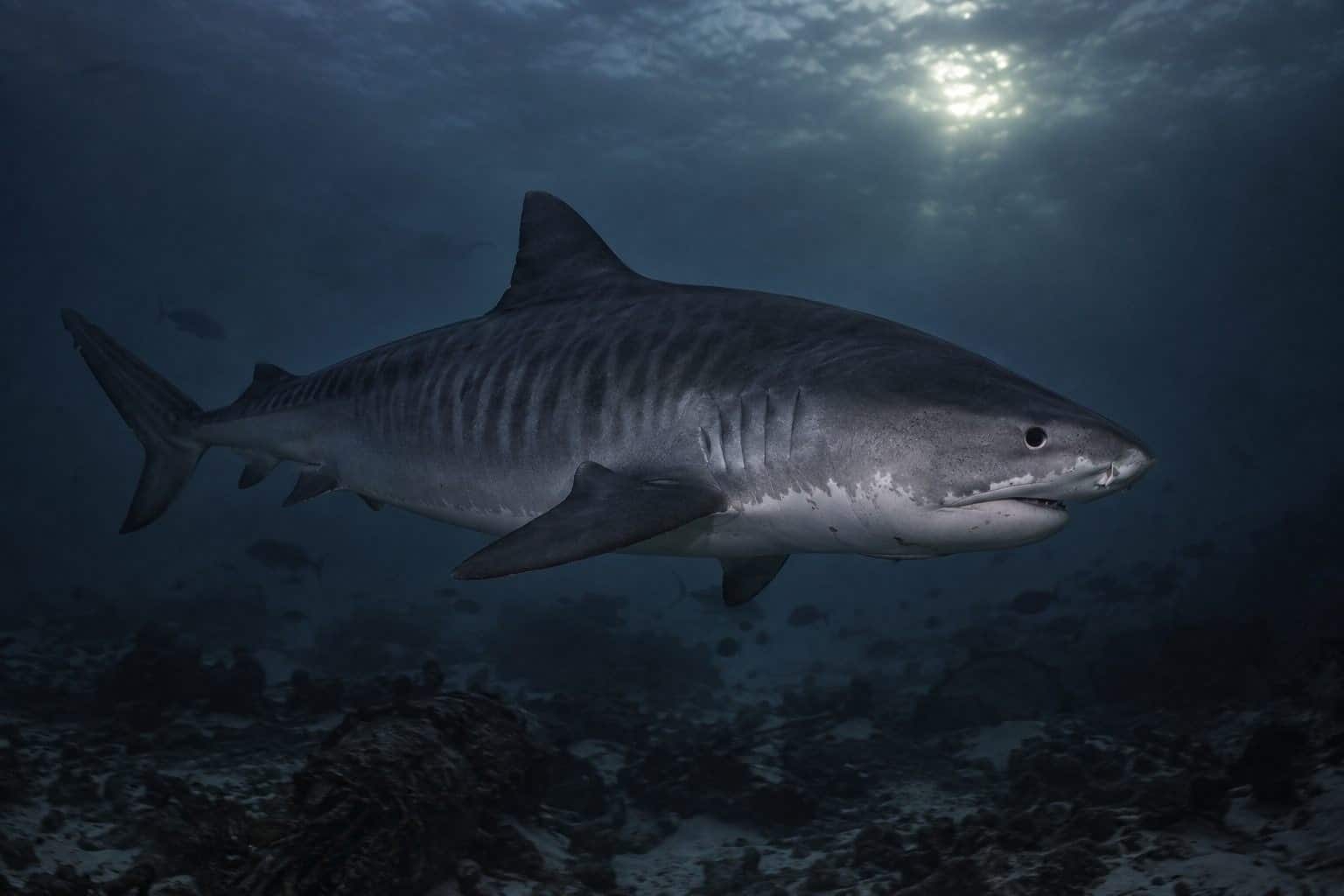 Requin tigre en chasse nocturne