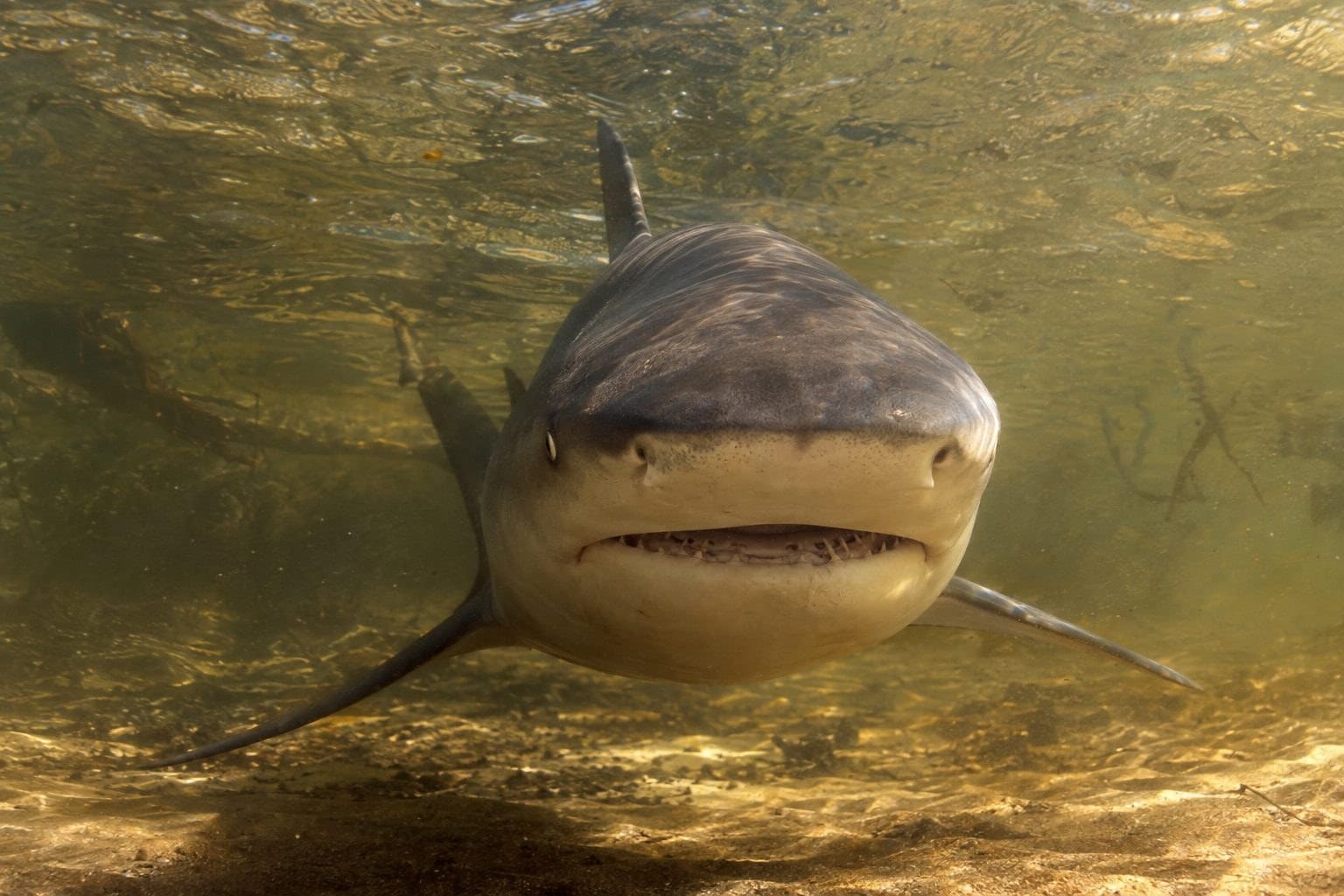 Requin-bouledogue en eau douce