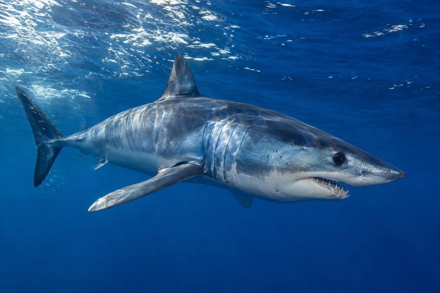 Requin Mako en pleine vitesse