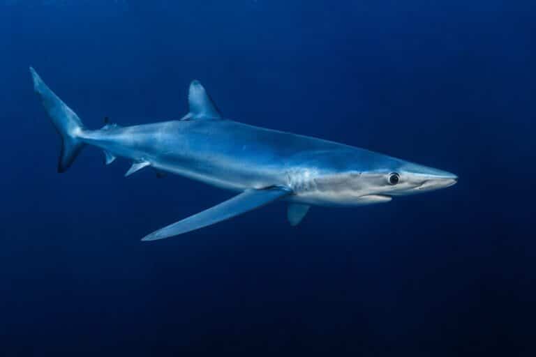 Requin bleu en eau profonde