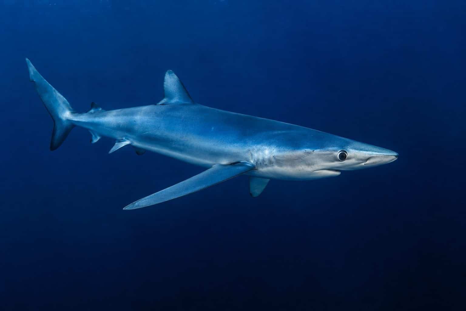 New York : deux enfants attaqués par des requins