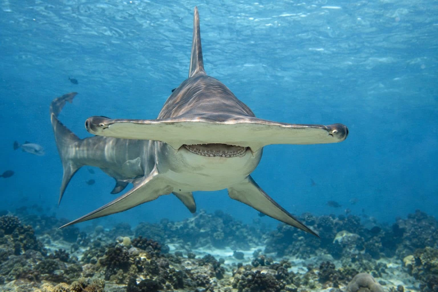 Grand requin-marteau territorial