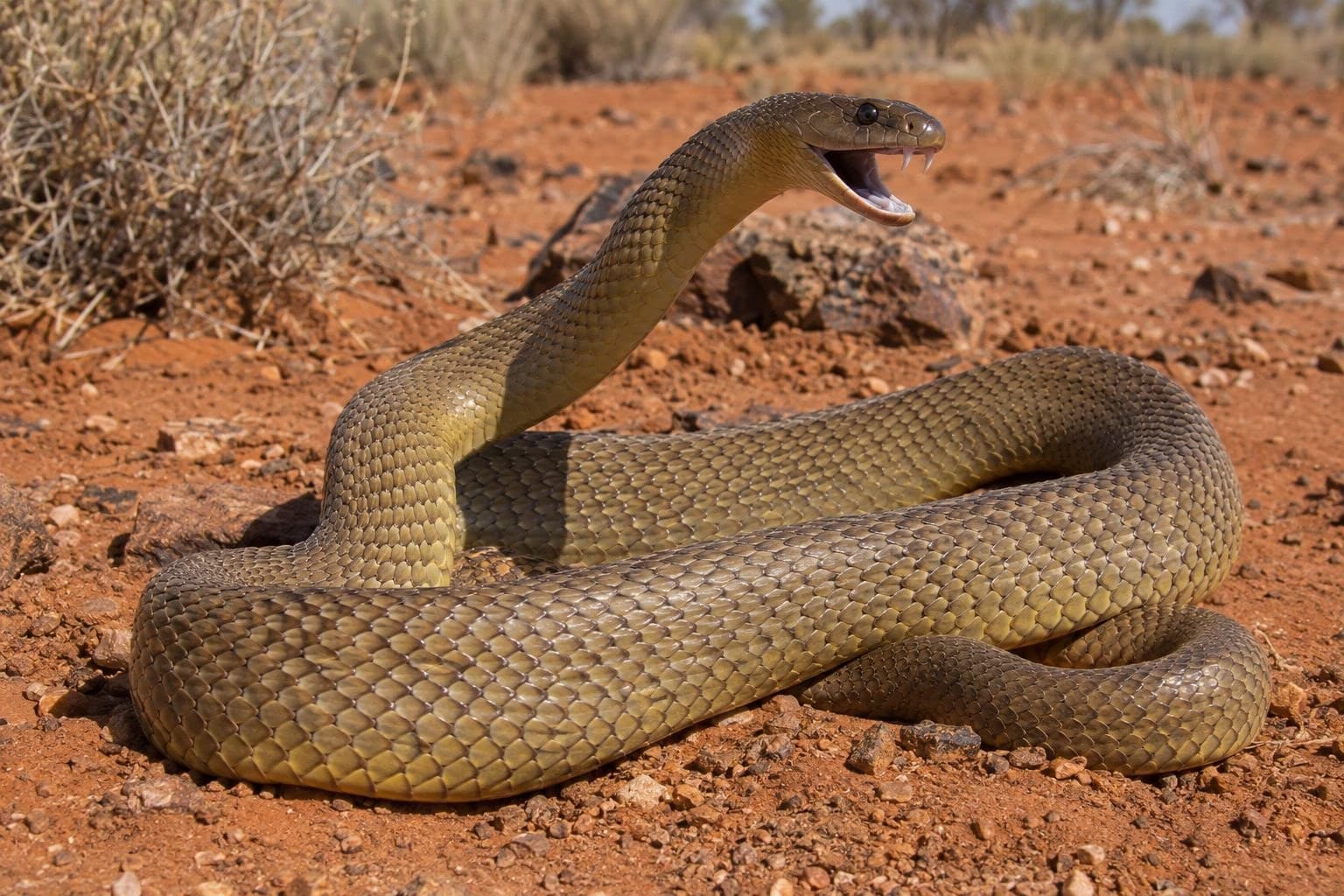 Taïpan du désert (Oxyuranus microlepidotus) en position d'attaque