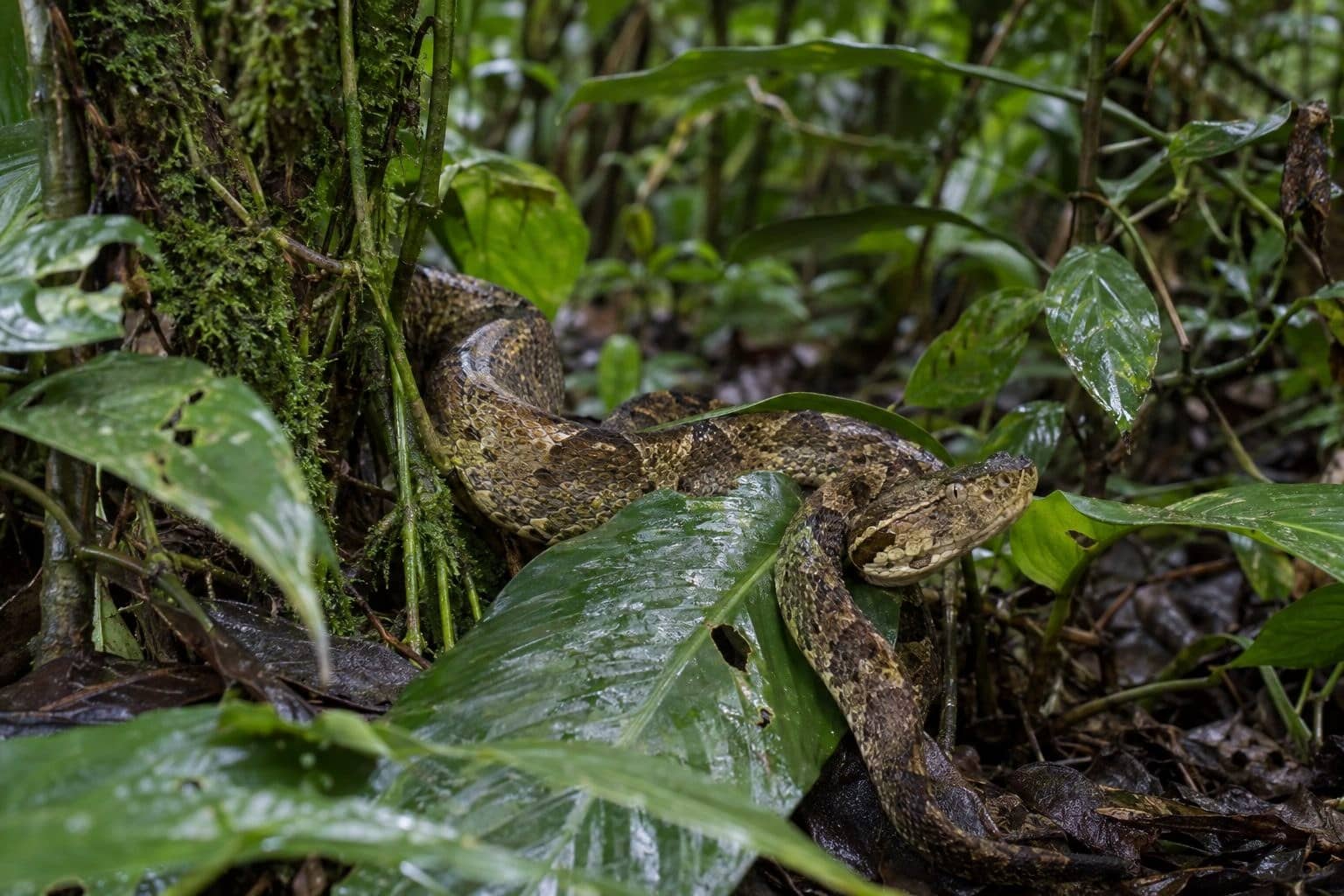 Fer de lance commun (Bothrops atrox) camouflé parmi la végétation tropicale