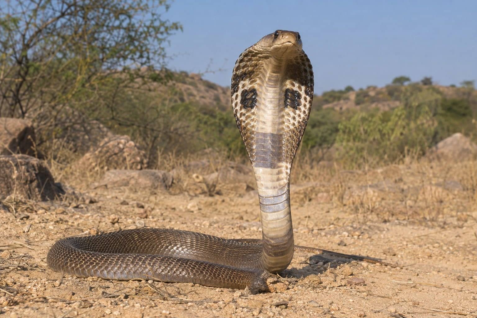 Cobra indien (Naja naja) avec capuchon déployé