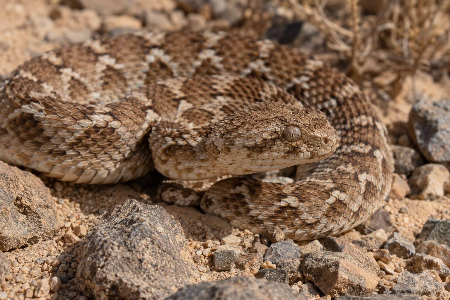 Serpent à écailles en scie (Echis carinatus) en gros plan