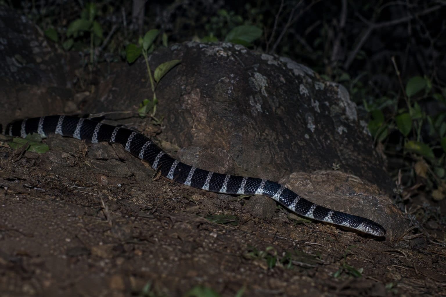 Bongare indien (Bungarus caeruleus) se déplaçant la nuit