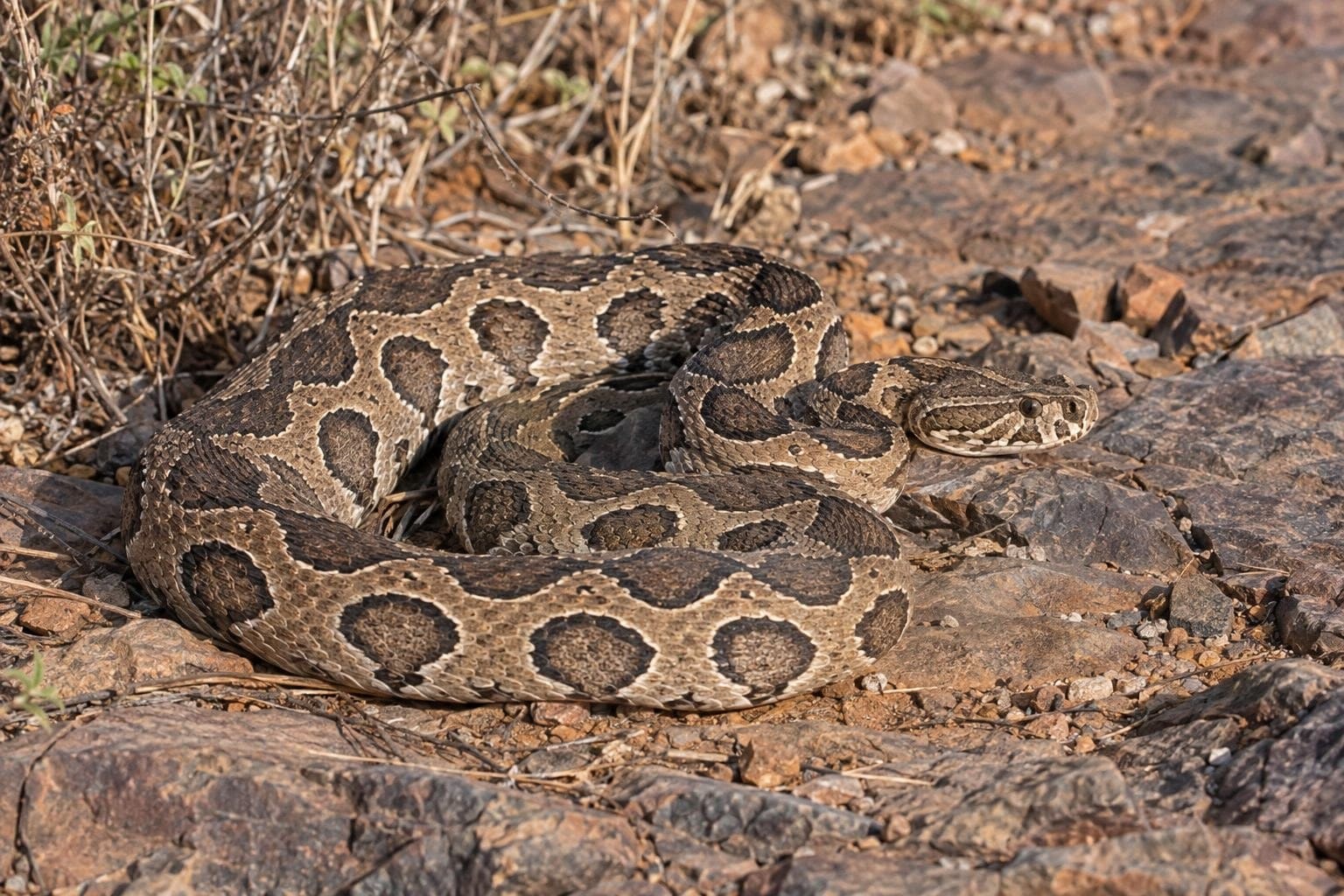 Vipère de Russell (Daboia russelii) sur sol rocheux en position repos