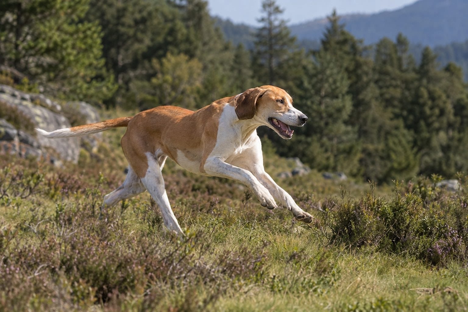 Ariégeois en action de course dans un paysage forestier