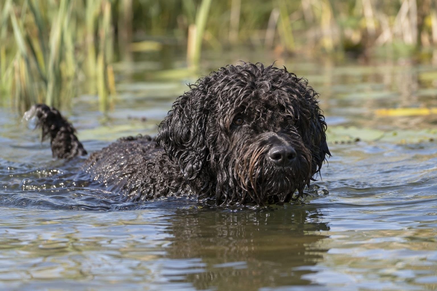 Barbet dans l'eau lors d'une activité aquatique