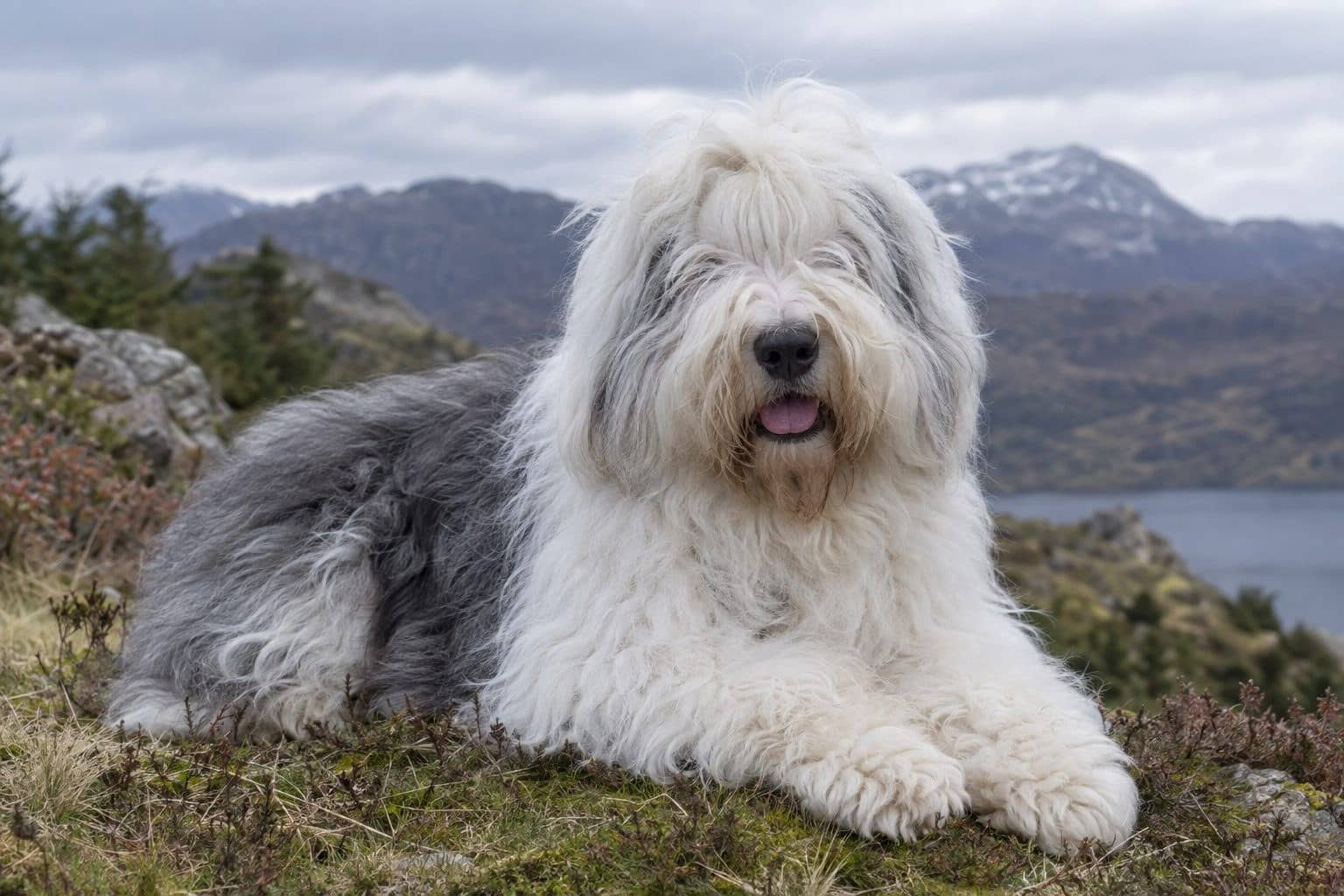 Bobtail reposant dans un cadre hivernal ou montagneux