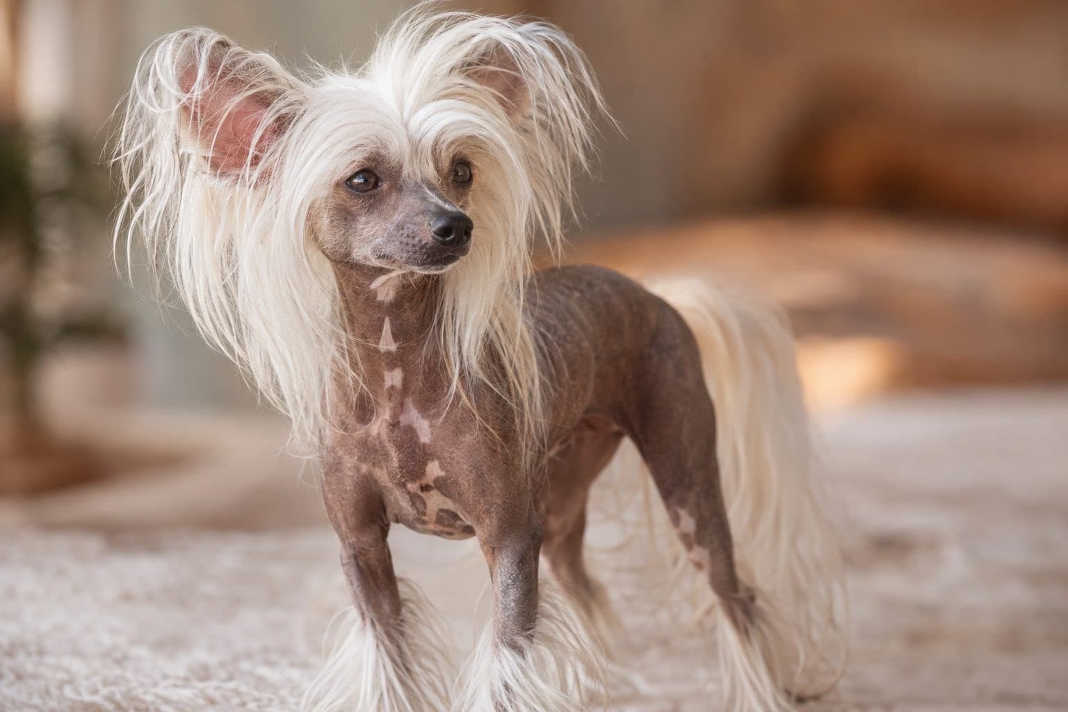 Chien à crête chinois montrant son apparence caractéristique