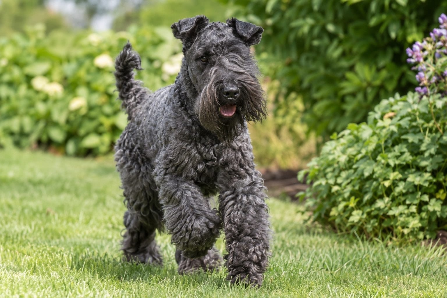 Kerry Blue Terrier en action de jeu ou de mouvement