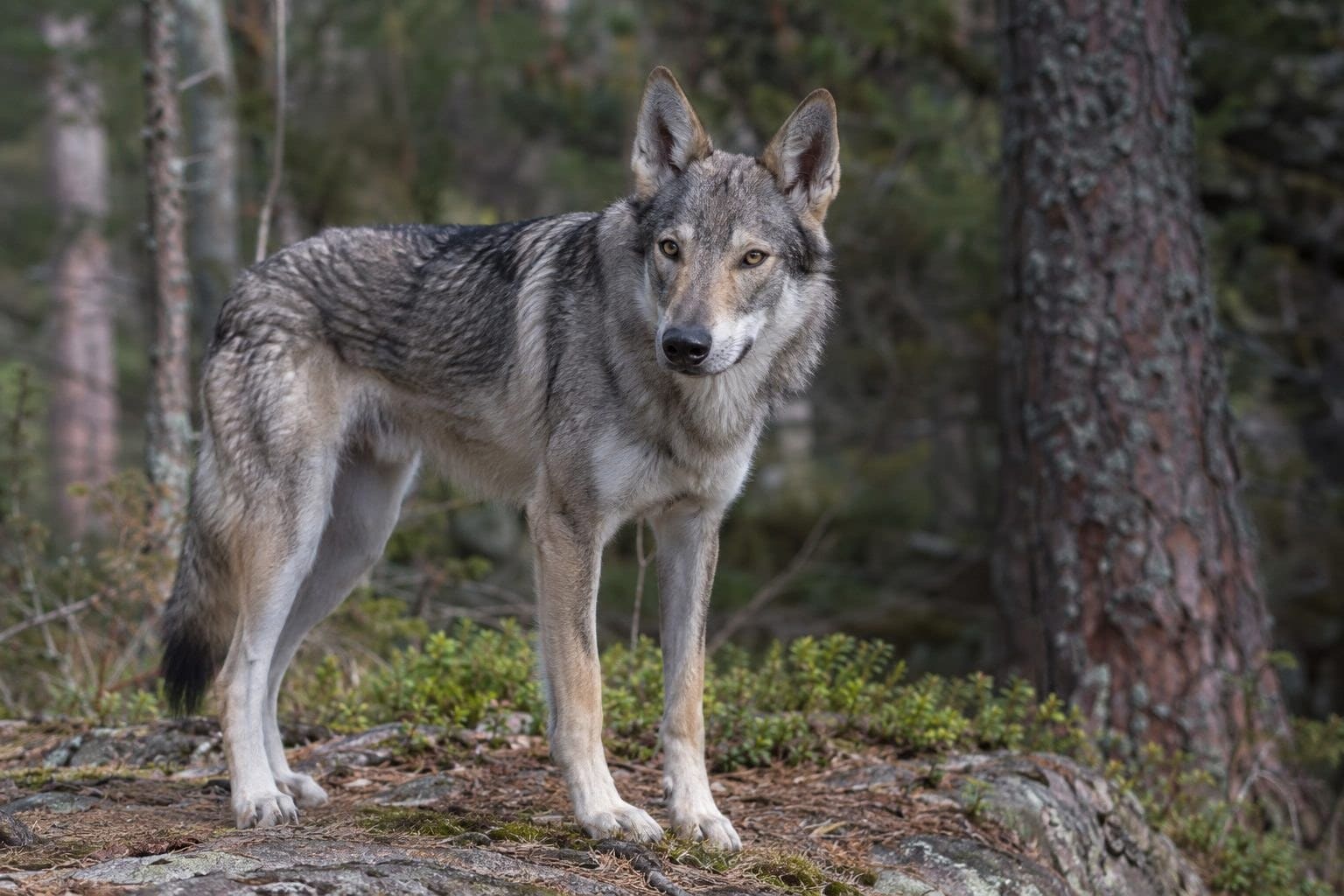 Chien-loup tchèque en environnement naturel