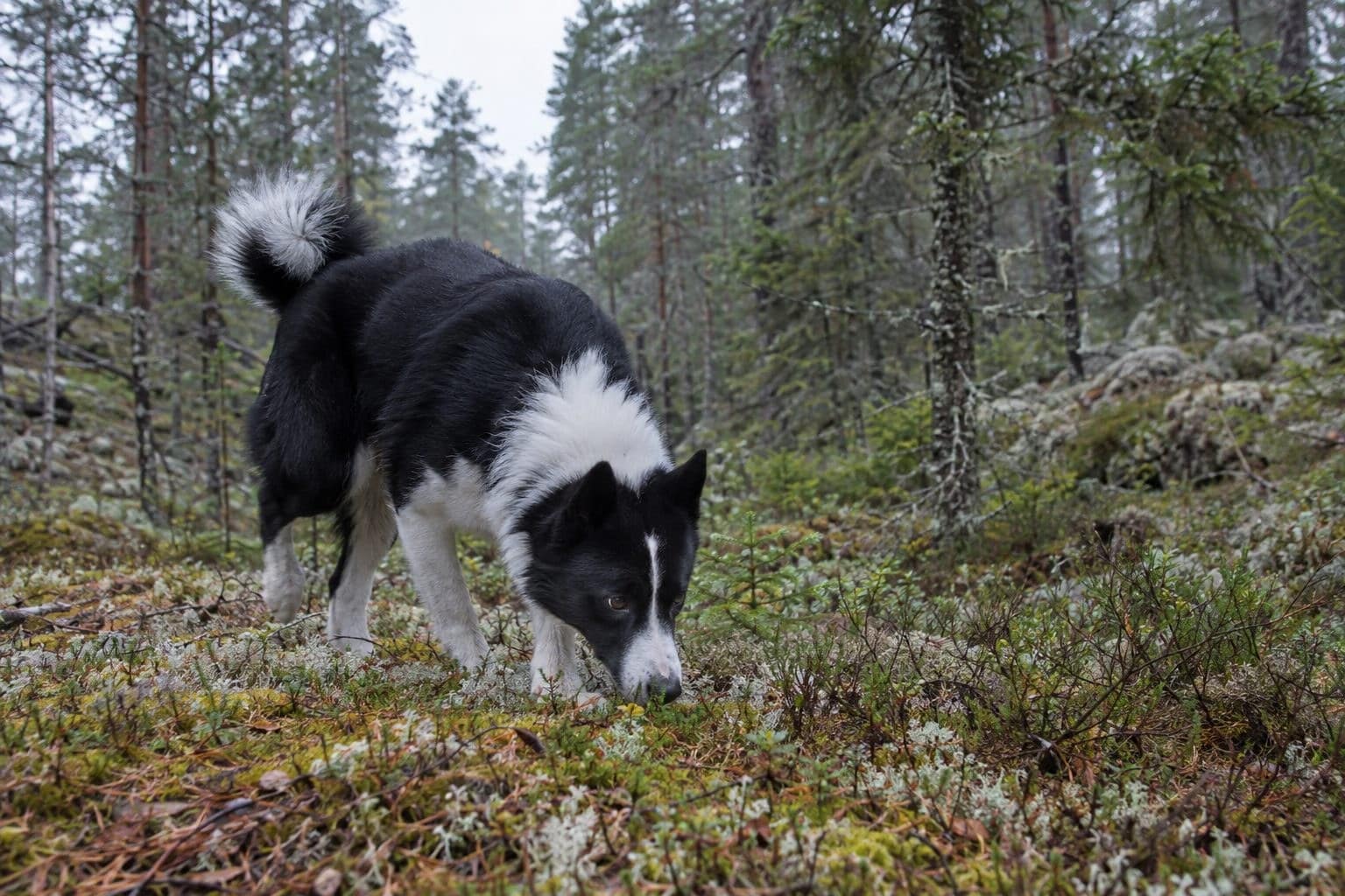 Chien d'Ours de Carélie dans son environnement naturel