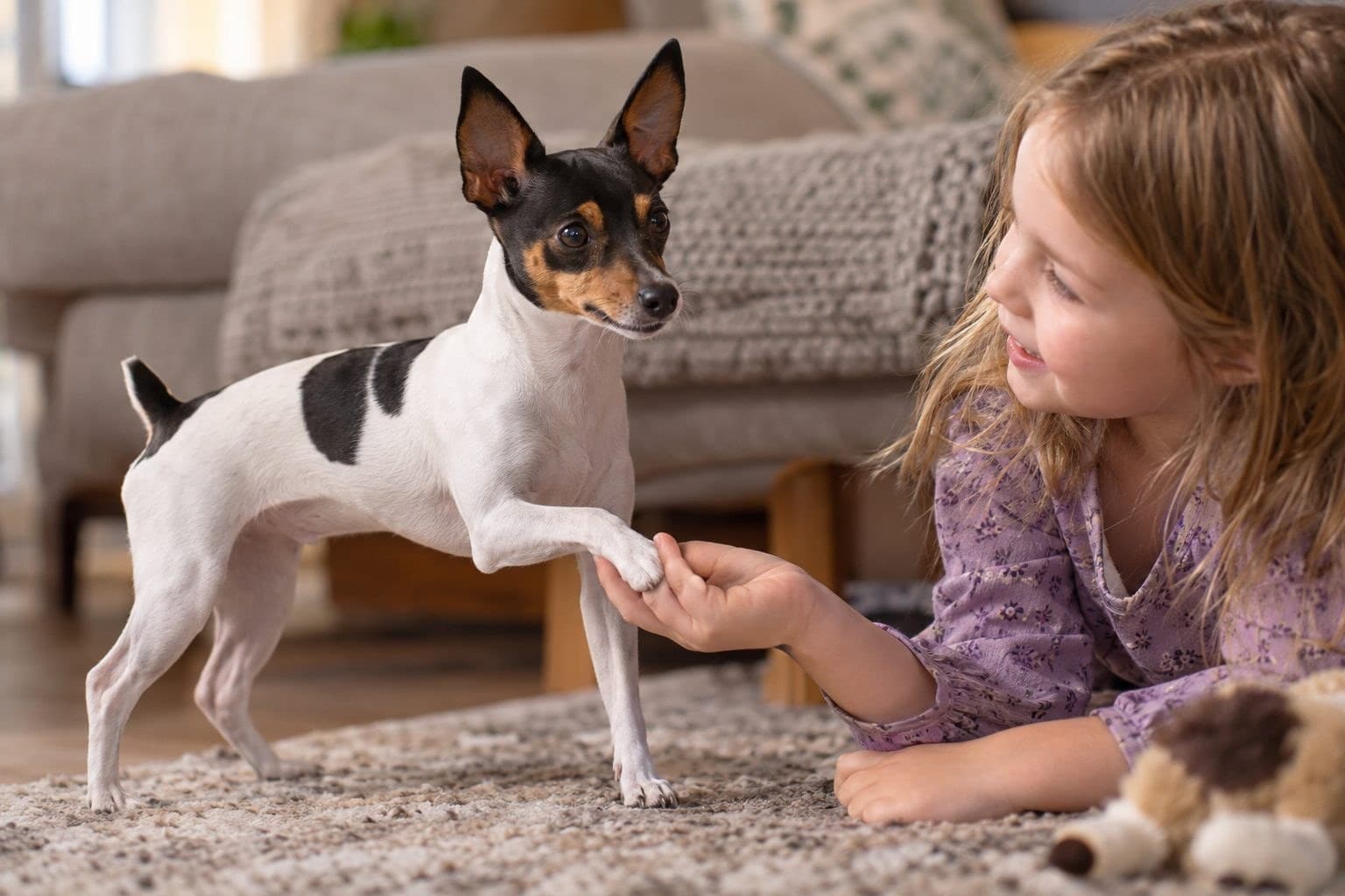Un Toy Fox Terrier joueur et affectueux avec un enfant