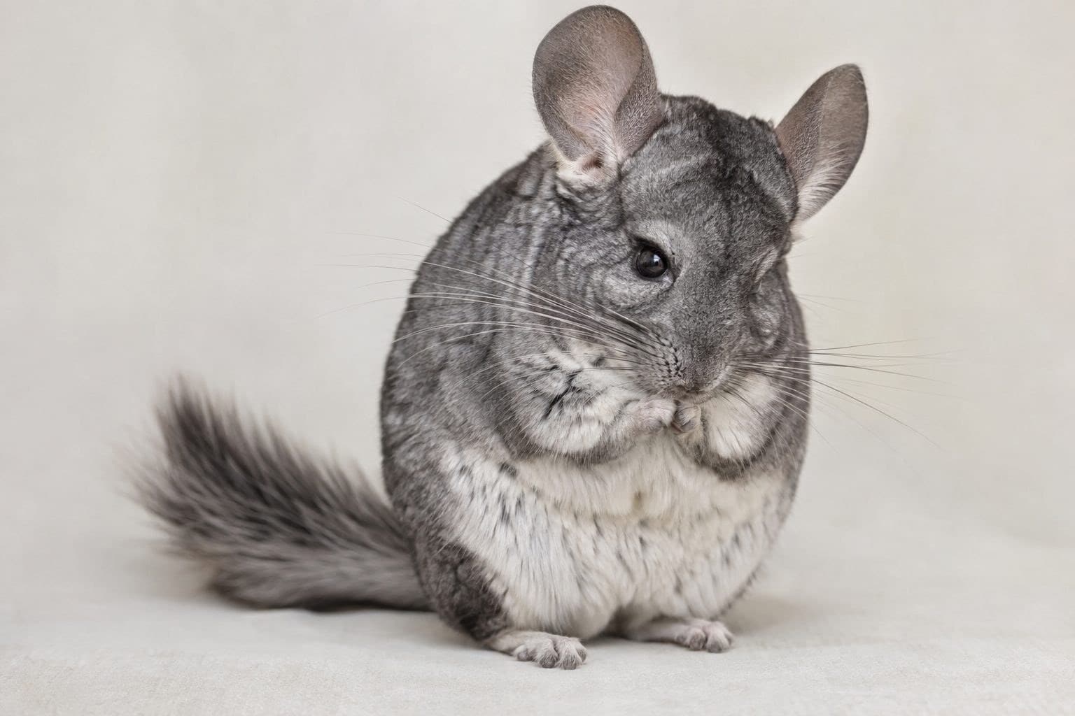 Chinchilla se nettoyant assis