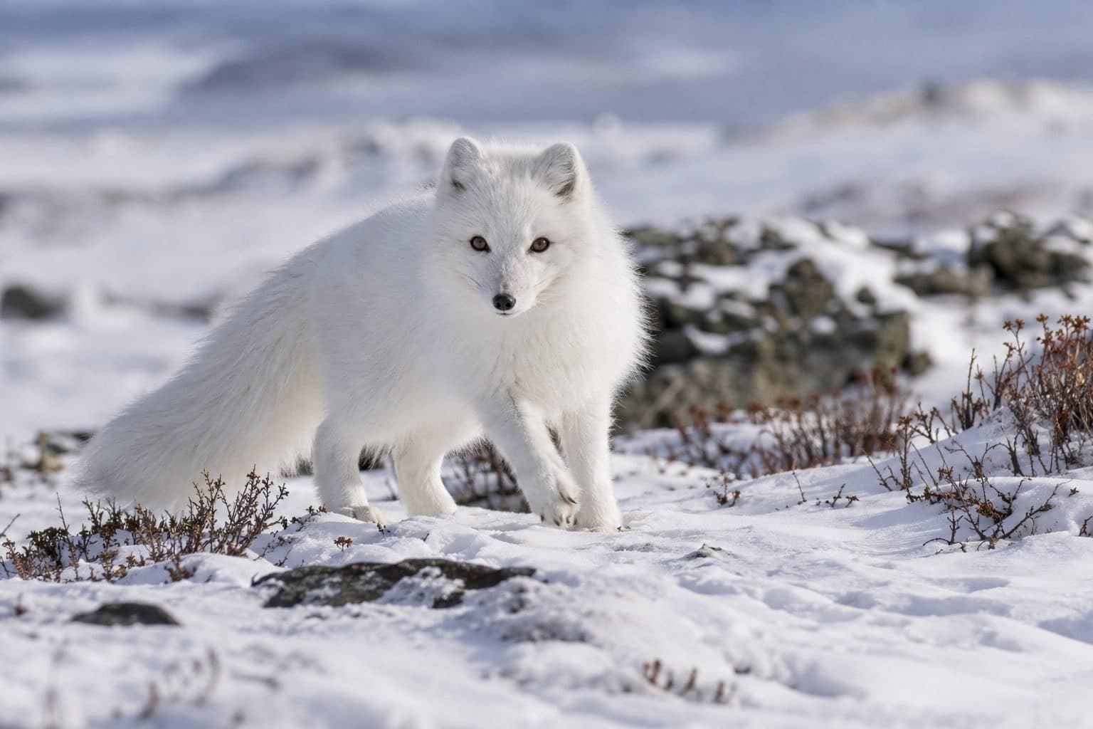 Renard polaire blanc dans la neige